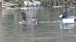 Tufted Duck
