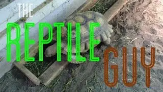 The Reptile Guy