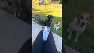Feeding my 4 dogs beef femur bones 🦴🥩🐶 