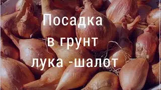 Лук - шалот. Посадка в грунт