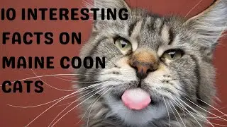 10 Fascinating Facts About Maine Coon Cats