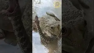 Bullfrog vs Snake – How Africa’s Giant Frog Outsmarts a Deadly Predator