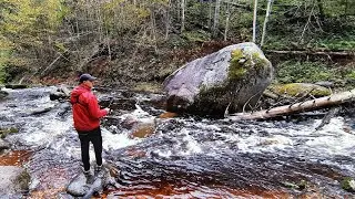 Ловля дикой форели и хариуса на спиннинг. Осенняя форель