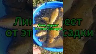 Линь ДУРЕЕТ ОТ ЭТО НАСАДКИ! 