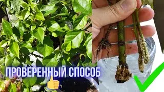 Уникальный метод укоренения черенков в воде. Укореняется даже самый капризный цветок. #бугенвиллия