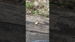 муравьи и семка