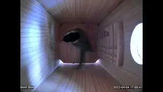 Nest Box Camera 4-Apr-23
