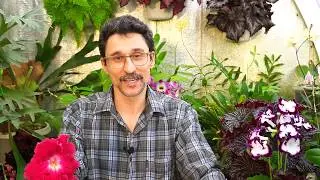 Когда можно начинать удобрять растения после пересадки
