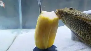 Pleco hates Star Fruit!