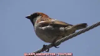 BIRDING BIRD SPOTTING NATURE ANIMALS LOS ANGELES