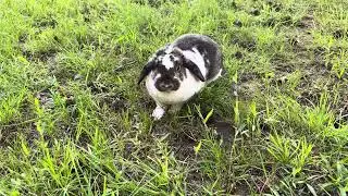 Luna & Bunny