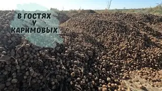 И снова бесплатная картошка. Выехали на рыбалку