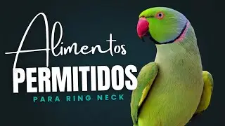 ALIMENTOS PERMITIDOS PARA RING NECK
