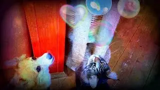 КТО УМЕЕТ ОТДЫХАТЬ ЛУЧШЕ НАС?❣️Живем , как кошка с собакой