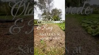 Rug og ølandshvede 🌱👩🏻‍🌾  Både til høst og til mellemafgrøde.