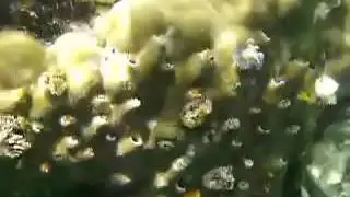 Spirobranchus giganteus 1