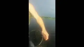 fishing.ON Lake SELYAVA. fighting with a TENCH