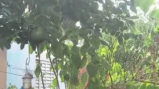 Veja que lindos beija flor e pássaros no quintal bebendo melzinho no bebedouro inscreva deixe like 
