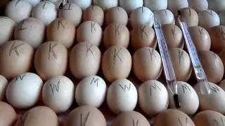 Инкубация. Гусь. Курица. Incubation. Goose. Chicken.