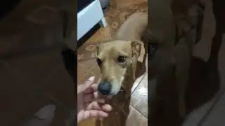 mostre o cachorro perigoso que vigia sua casa, 😂😂😂🤣🤣🤣#memes