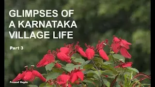 Glimpses of a Karnataka Village - Kesaragadde, Beluvai in 4K - Part 3