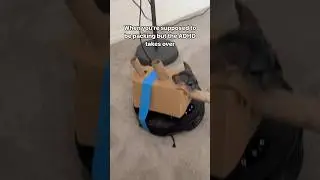 Flying chinchillas, battle chinchillas AT YOUR STATIONS