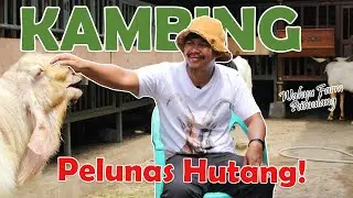 Sukses Beternak Kambing, Hutang Bank Ratusan Juta Lunas.
