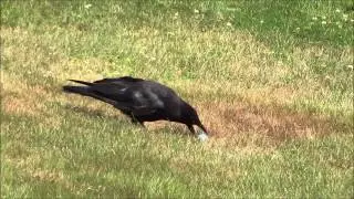 Crow and egg (