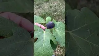 Do you know when to harvest your figs? #gardening #vegetablegardening #figtree #fruittrees