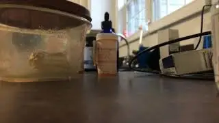 Slime