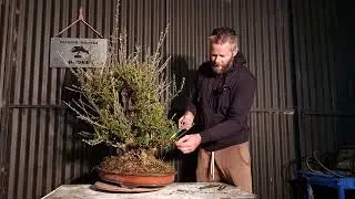 Big collected olive Bonsai work, a sensative topic talked about at the end