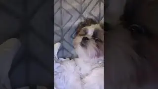 😂 #gizmo #strangerthings #family #dogs #shihtzu #reels #video