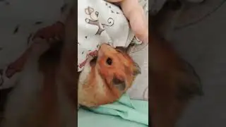 жует меня 😳 ❤️🐹🐹❤️