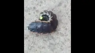 A weird But cool ARMED BUG (Armadillidiidae).