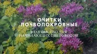 Очитки почвопокровные