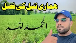 تیل کی فصل کا ریٹ مقرر
