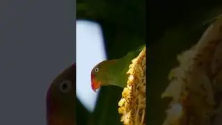 Sri Lankas Unique Parrot 🦜 Feeding on Huge Jackfruit! (Hanging Parrot)