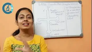 t-RNA an overview #csirugcnetlifesciences#neetug#biolearning#ncertbiology