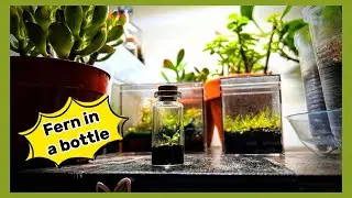 Growing a Plant in a Vial
