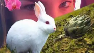 belinda playboy