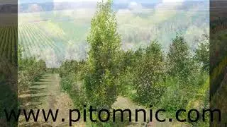 Распродажа в питомнике Внуково