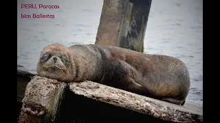 PERU - Paracas National Reserve & Islas Ballestas (Nacionalni rezervat Parakas i ostrva Baljestas)