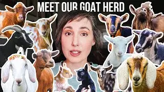 Every Goat We've Ever Loved 🐐 (and Who's Still With Us)