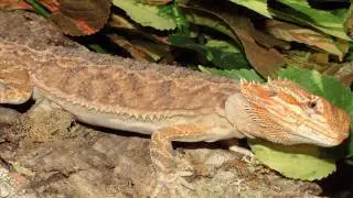 Modern Reptile Tribute Two: Pogona / Bearded Dragon - Lizard.