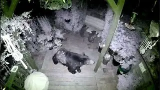 3 Bears + Swing