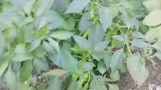 Sili Labuyo. Ang dami at ang hahaba ng mga bunga! Tamang tama para Dynamite Lumpia