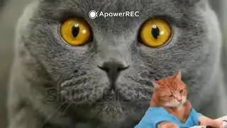 Коты мечтают летать! Cat Music