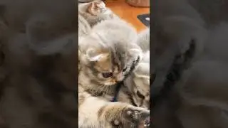 ПАПА КОТ РЯДОМ! 