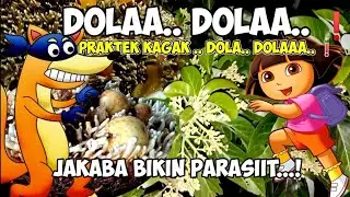 Jakaba Plus Kalsium Silika, Jakaba Super, Jamur Jakaba