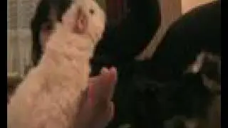 Meerschweinchen